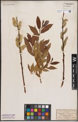 Foto von Salix daphnoides Vill.